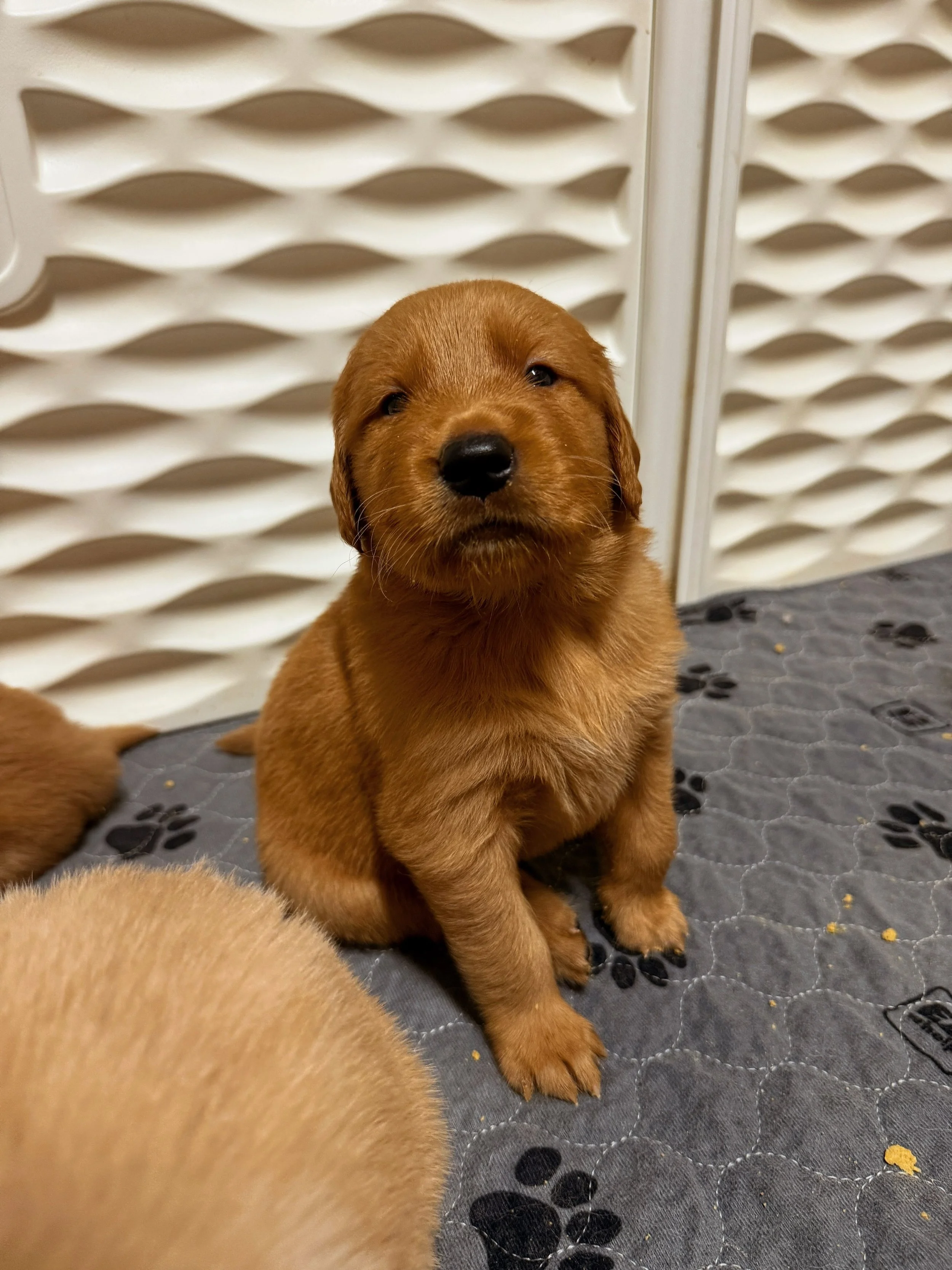 First time eating is always so messy and so adorable! Oaklee&rsquo;s puppies are beyond cute and so sweet and snuggly. By the end of eating, they all were sleeping all around me 🥹 They loved their food and have started listening to construction, thu