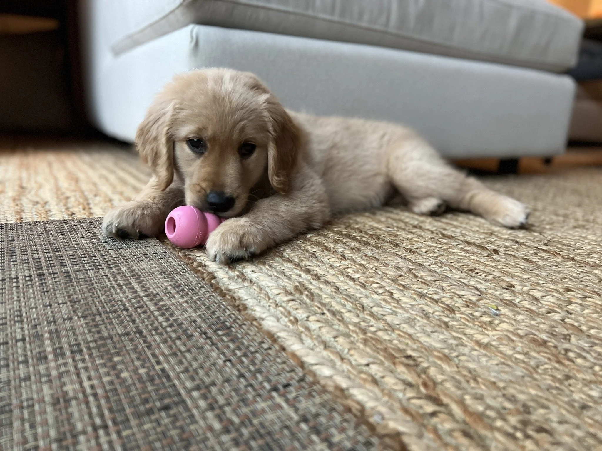 Photo of Auggie
