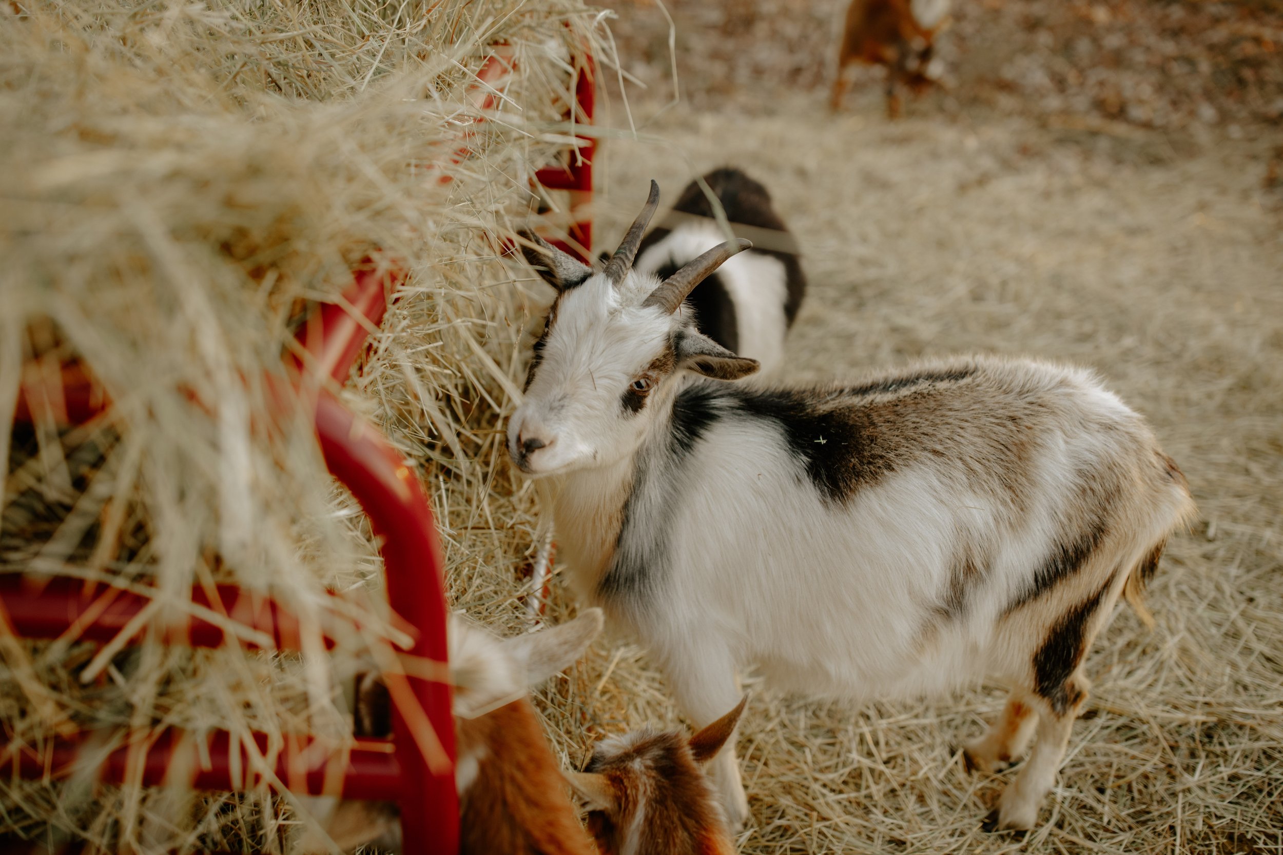 farm_2022-145.jpg
