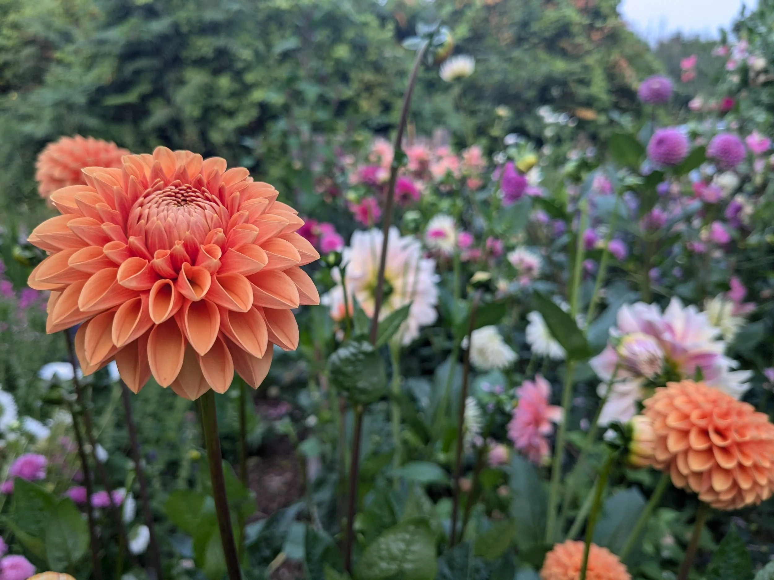 PXL_20240818_185034001 (1).jpg