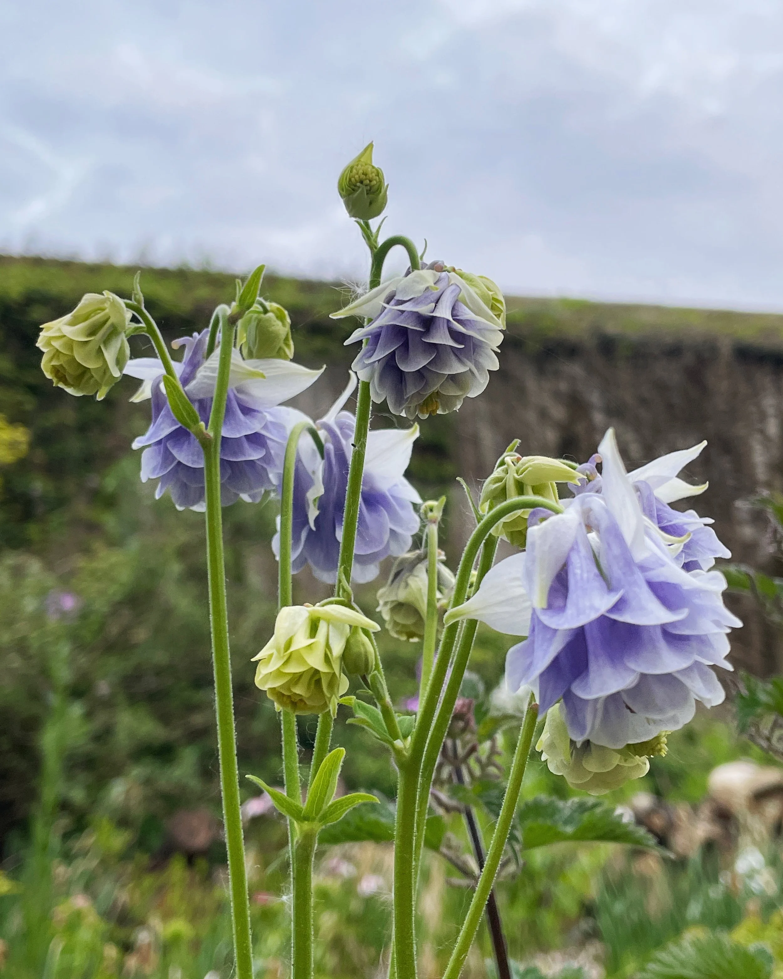 2FBC384F-3EF5-417A-9952-709A974FB1F4 2.JPG