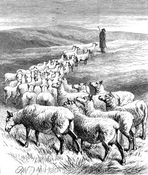 Brand Loyalty or Blind Faith?