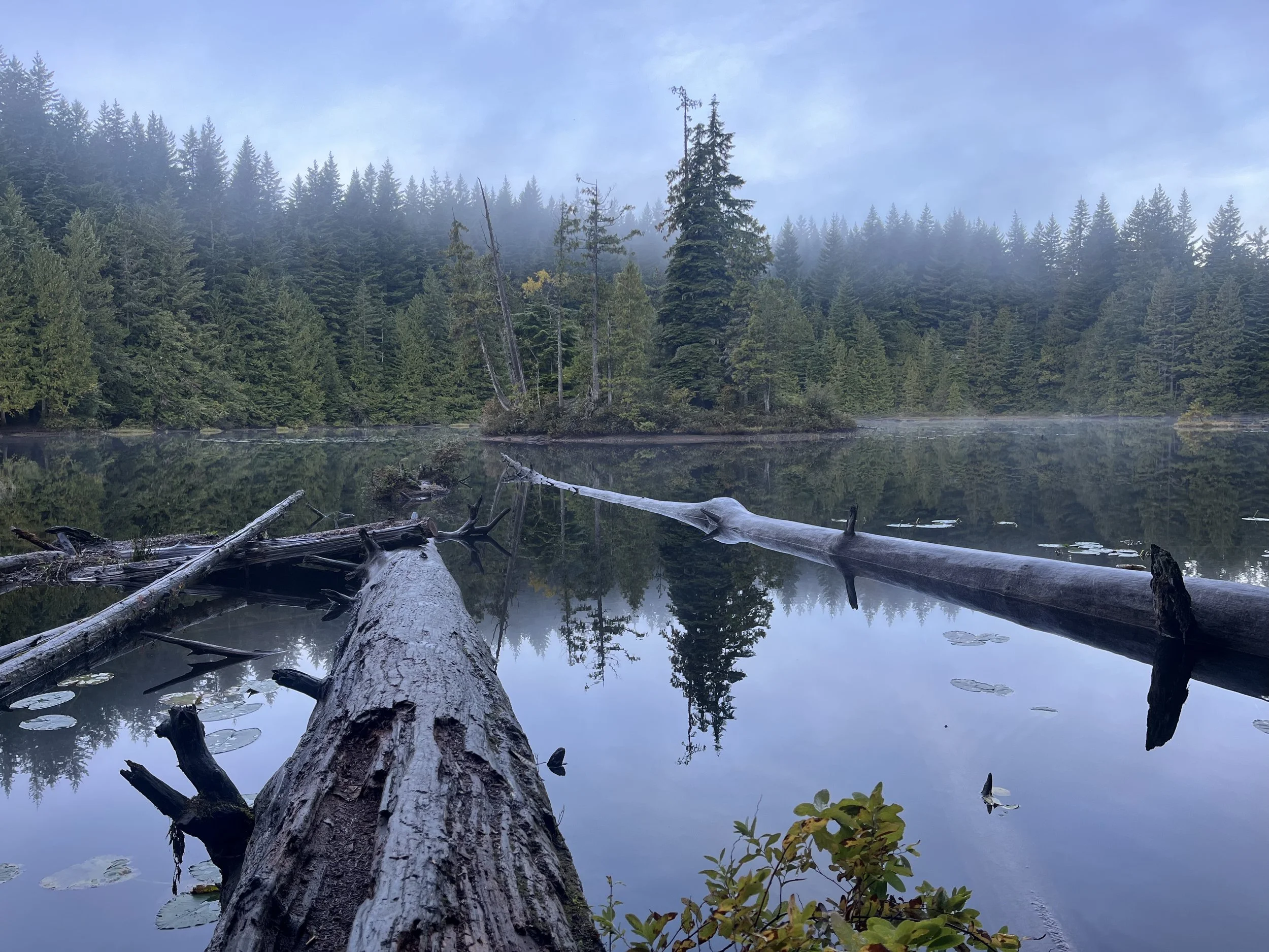 A mountain lake with still water reflecting a dense forest of tall evergreen trees on the shoreline. A fallen tree trunk lies partially submerged in the water, with some smaller branches and logs around. There is mist or fog in the background, creating a peaceful, foggy forest scene.