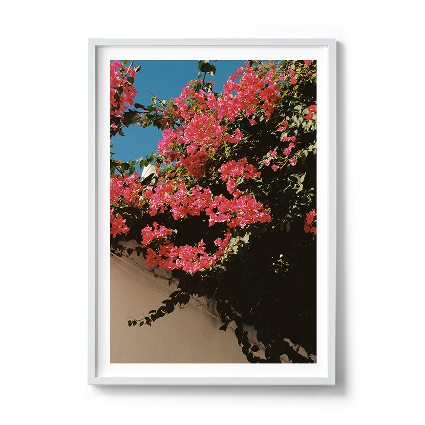 Transparent_PolignanoinSpring_WhiteFrame.png