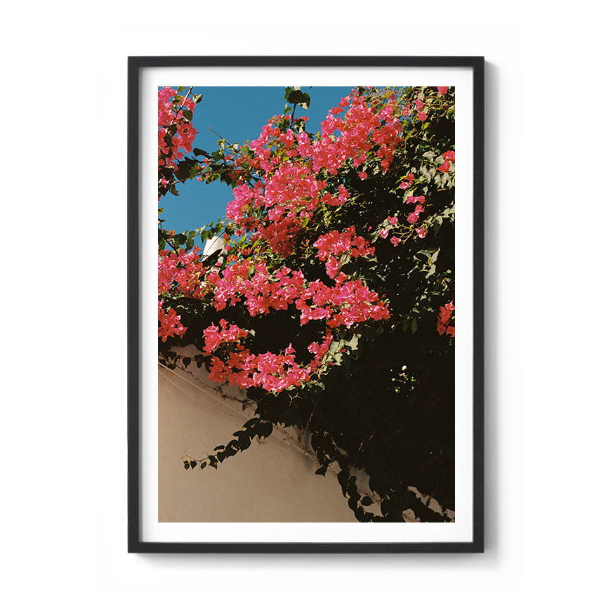 Transparent_PolignanoinSpring_BlackFrame.png