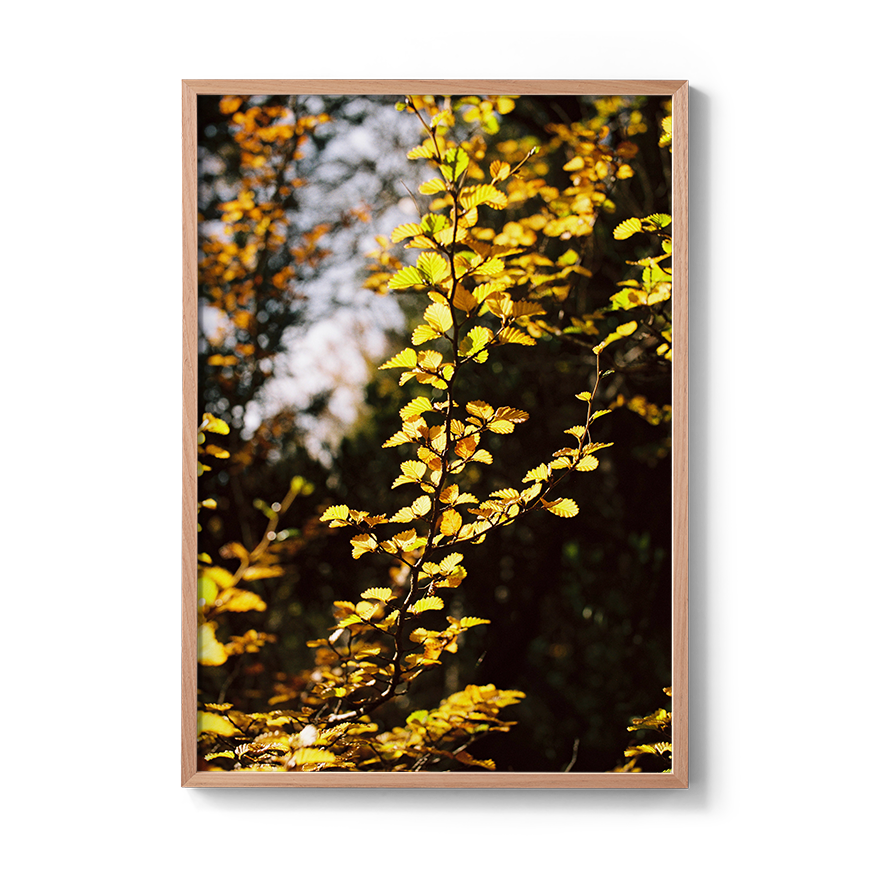 Transparent_GoldTapestry-OakFullBleed.png