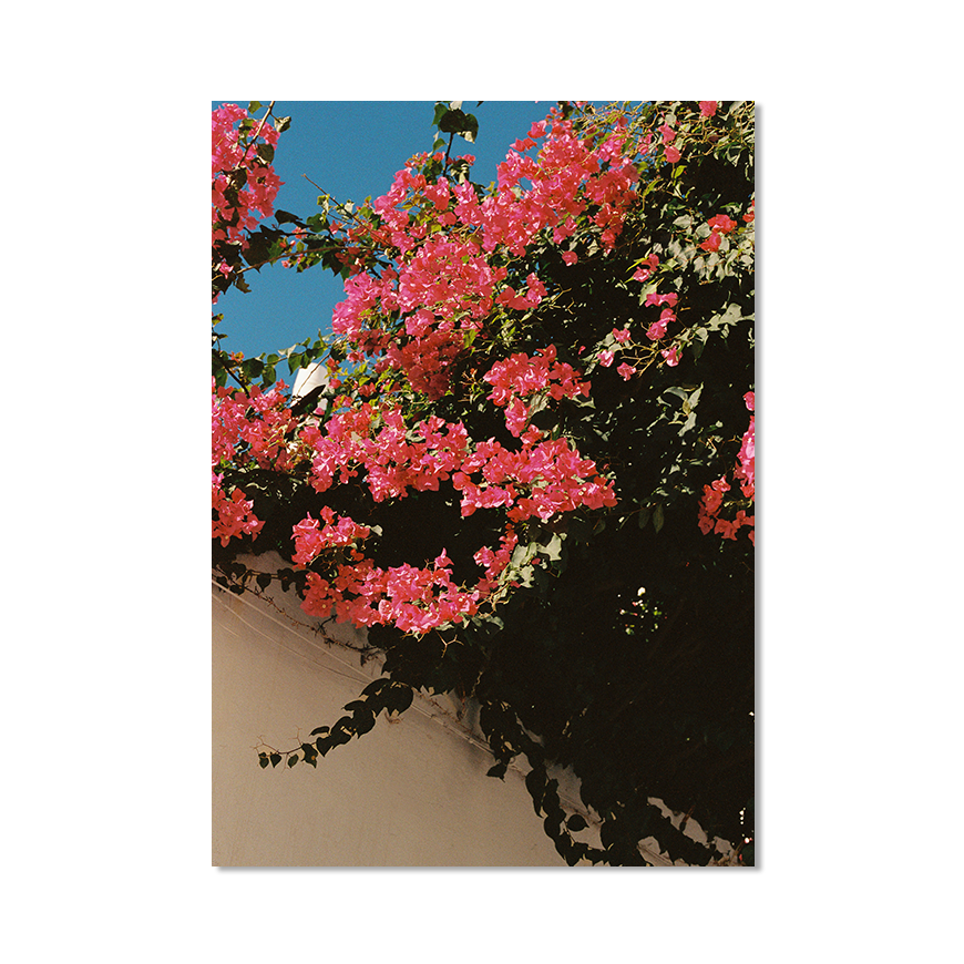 Transparent_PolignanoinSpring_PrintOnly.png