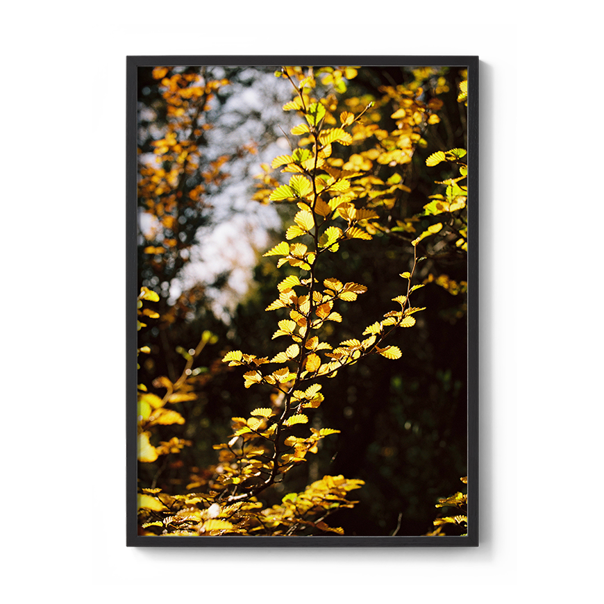 Transparent_GoldTapestry-BlackFullBleed.png