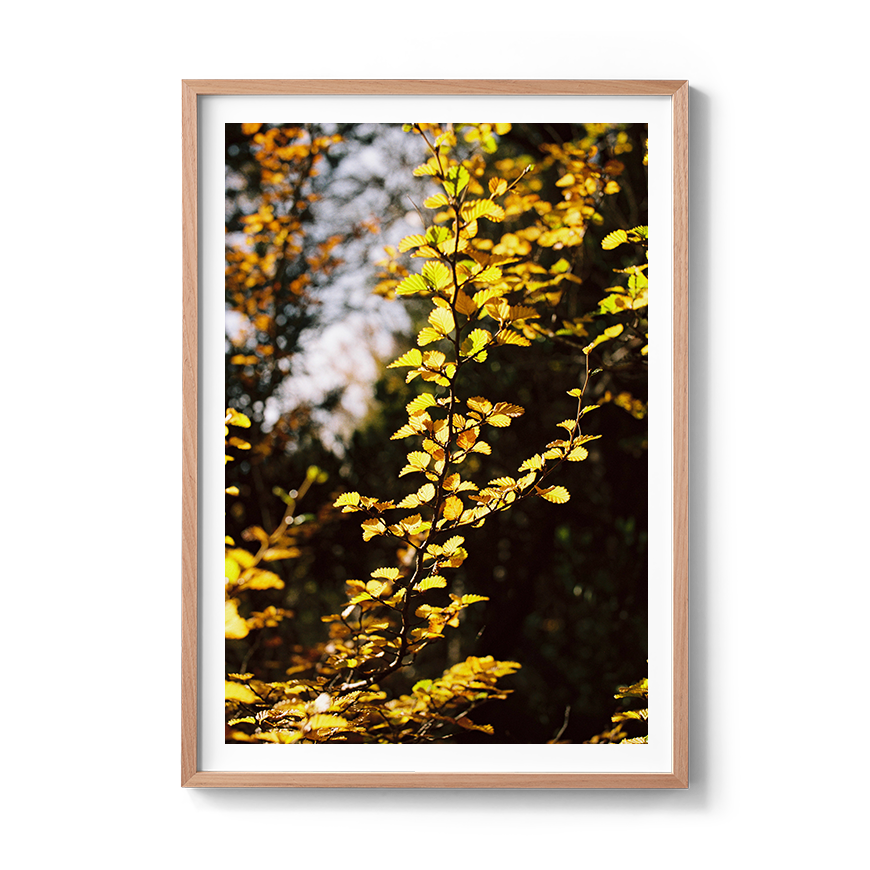 Transparent_GoldTapestry-OakFrame.png