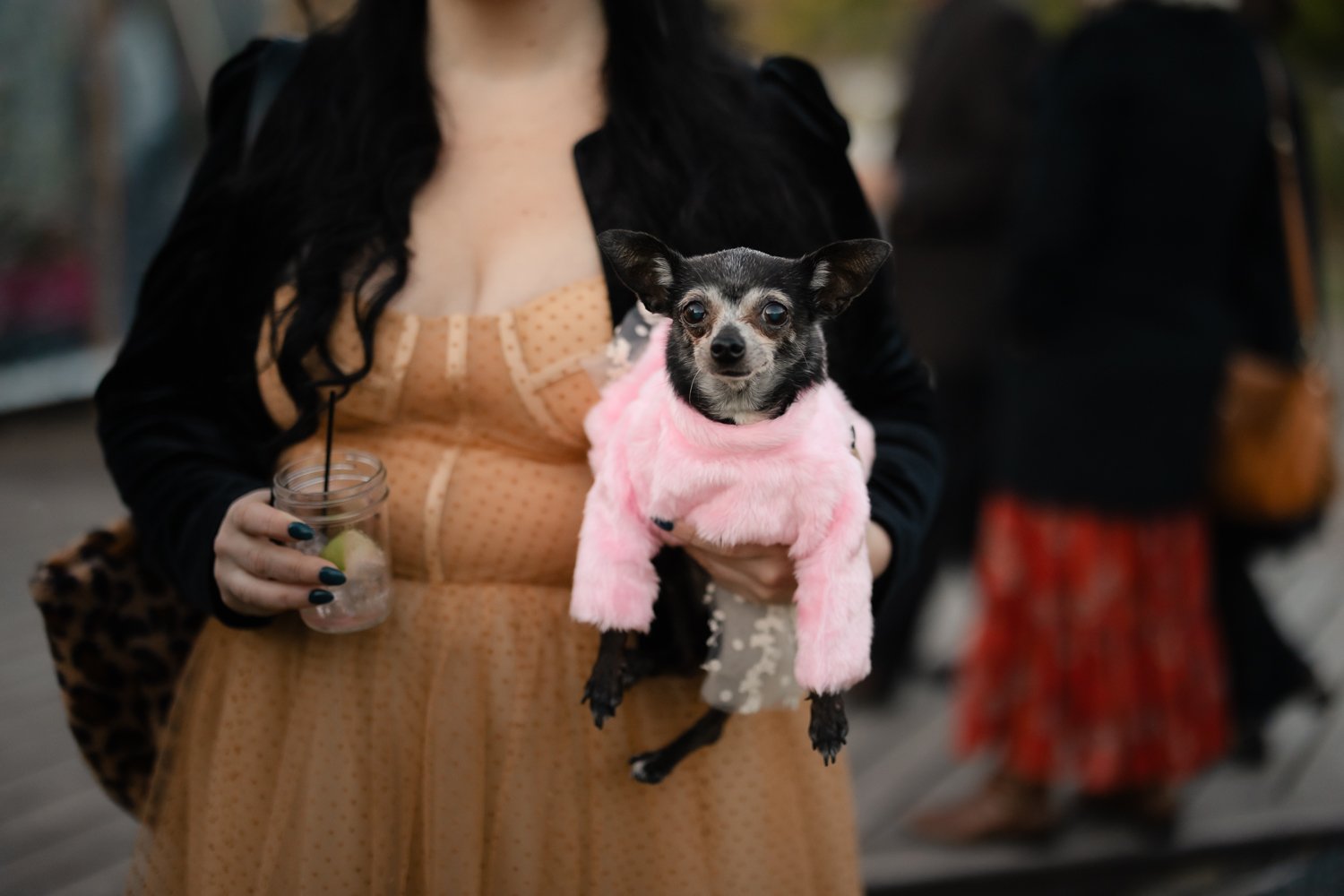 Wedding guest in vintage orange frilly dress holds chihuahua in pink furry sweater.