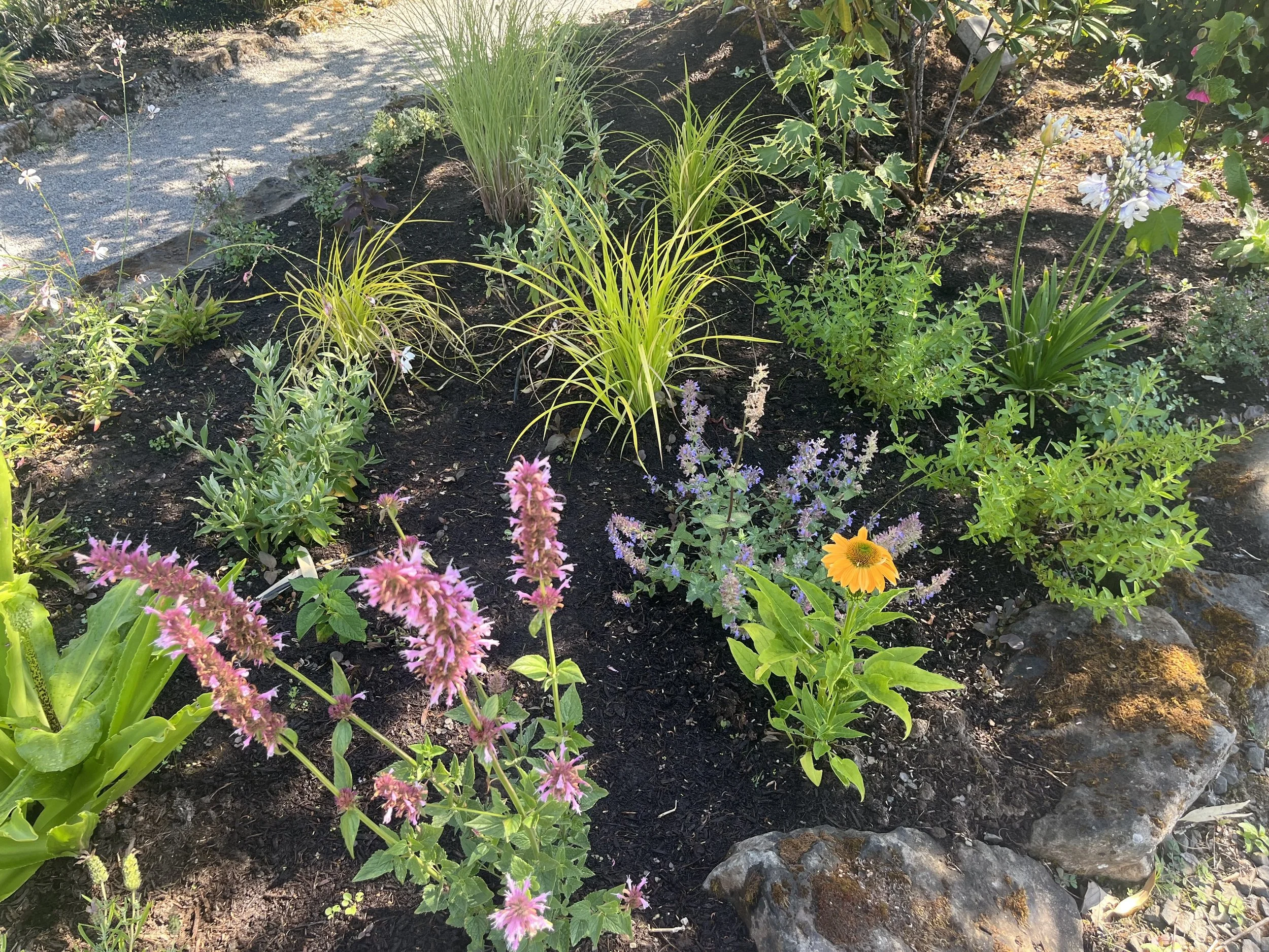 Colorful garden bed with pink, purple, yellow, and blue flowers, bordered by large rocks, with a gravel pathway on the left side.