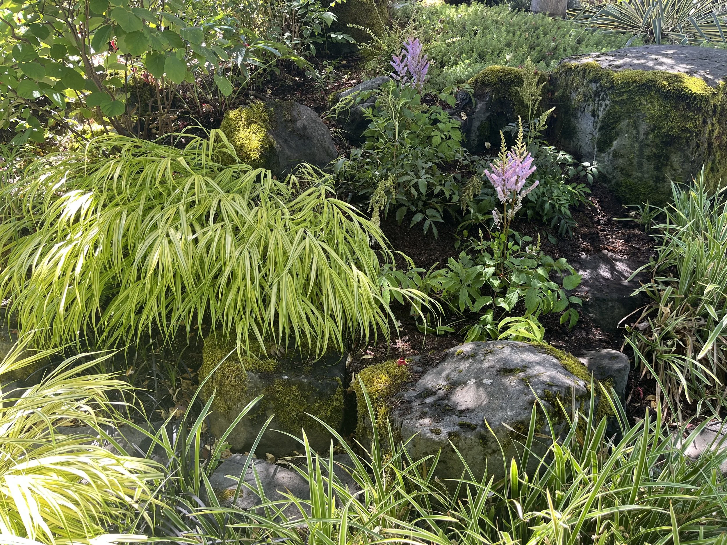 A lush garden with green plants, moss-covered rocks, and purple flowering plants.