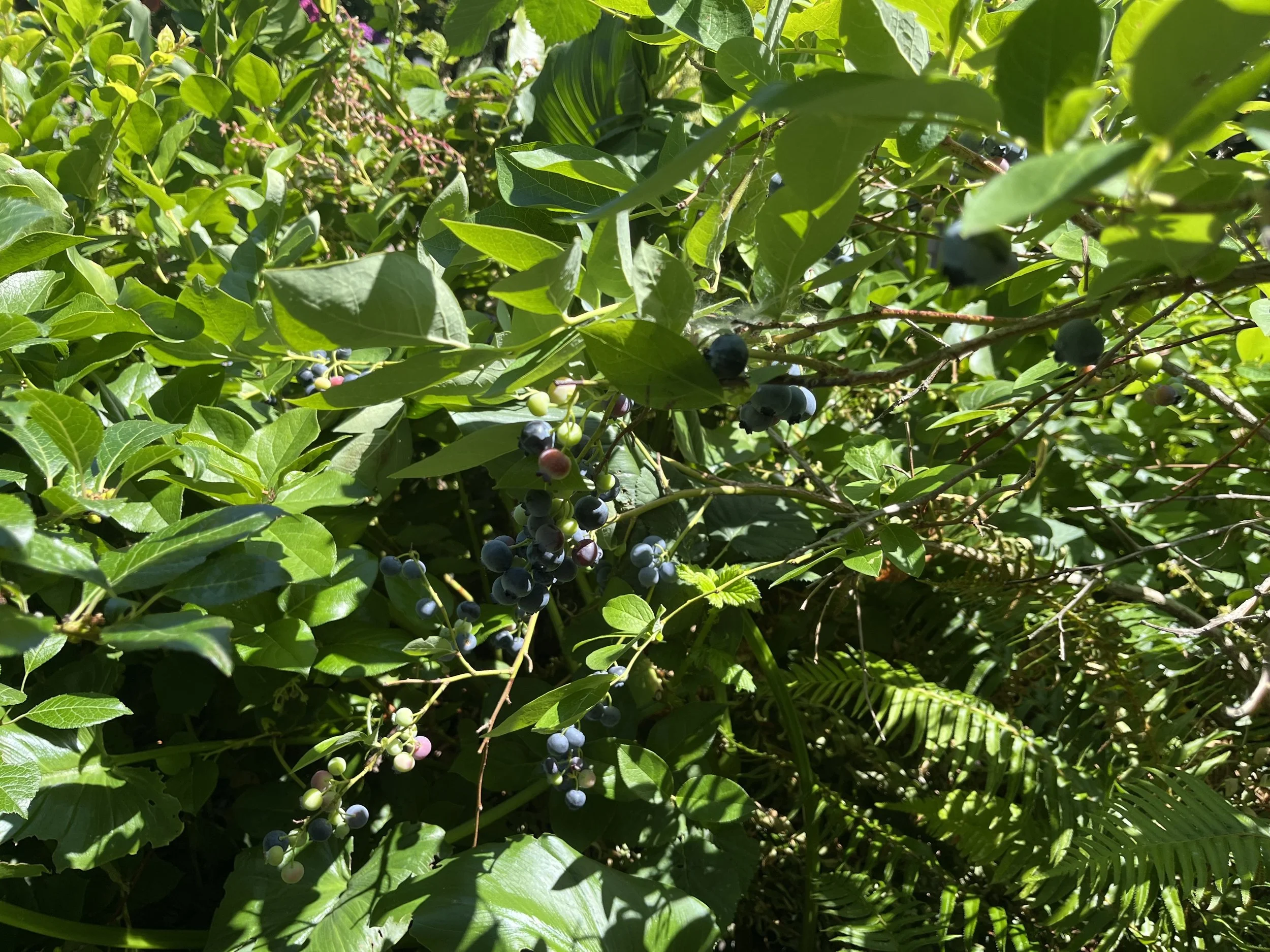 Close-up of a blueberry bush with green leaves and ripening blueberries in various stages.