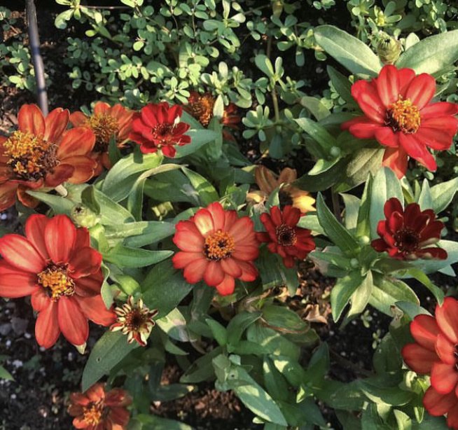 Red and orange flowers blooming among green leaves in a garden