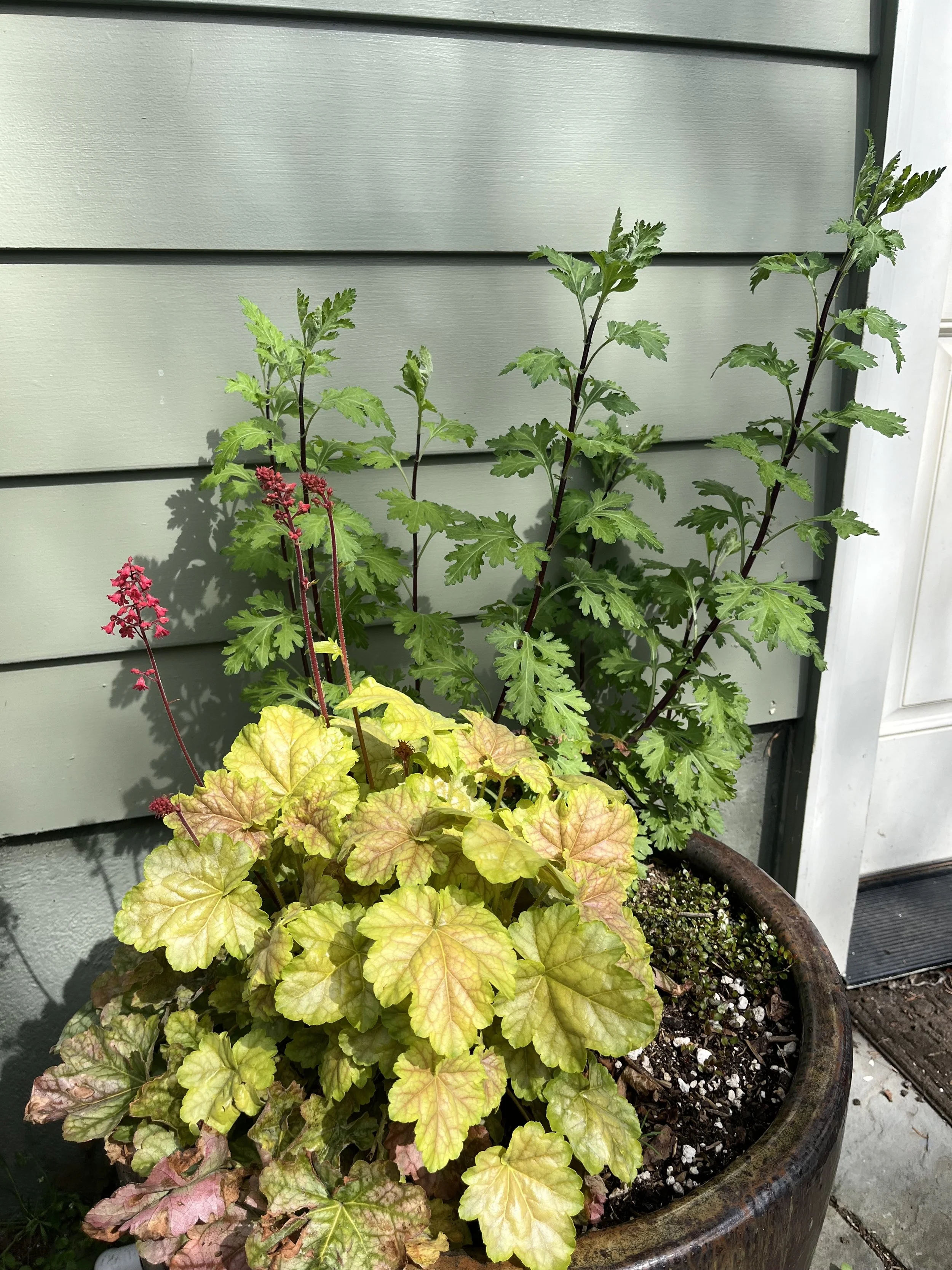 A plant pot with yellowish-green and pinkish leaves, and tall flower stalks with small red flowers, situated next to a green and white house exterior wall.