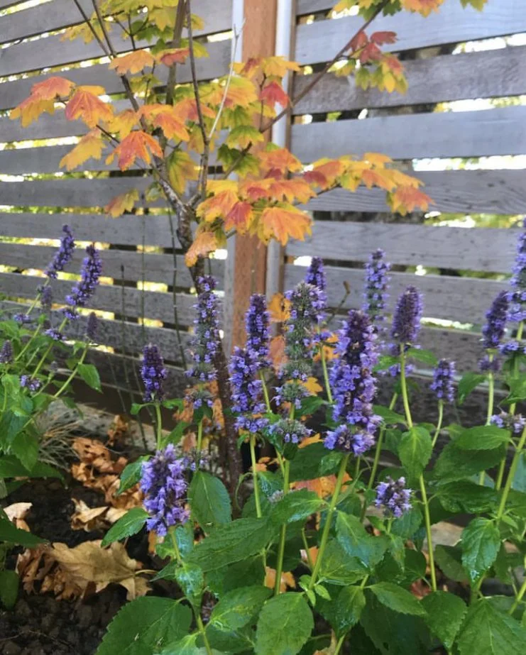 Purple flowering plants in front of a small tree with orange and green leaves, against a wooden fence.