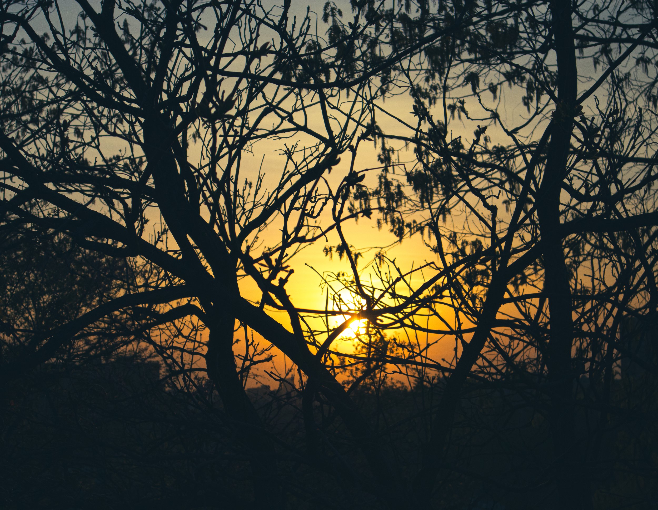 silhouette 1