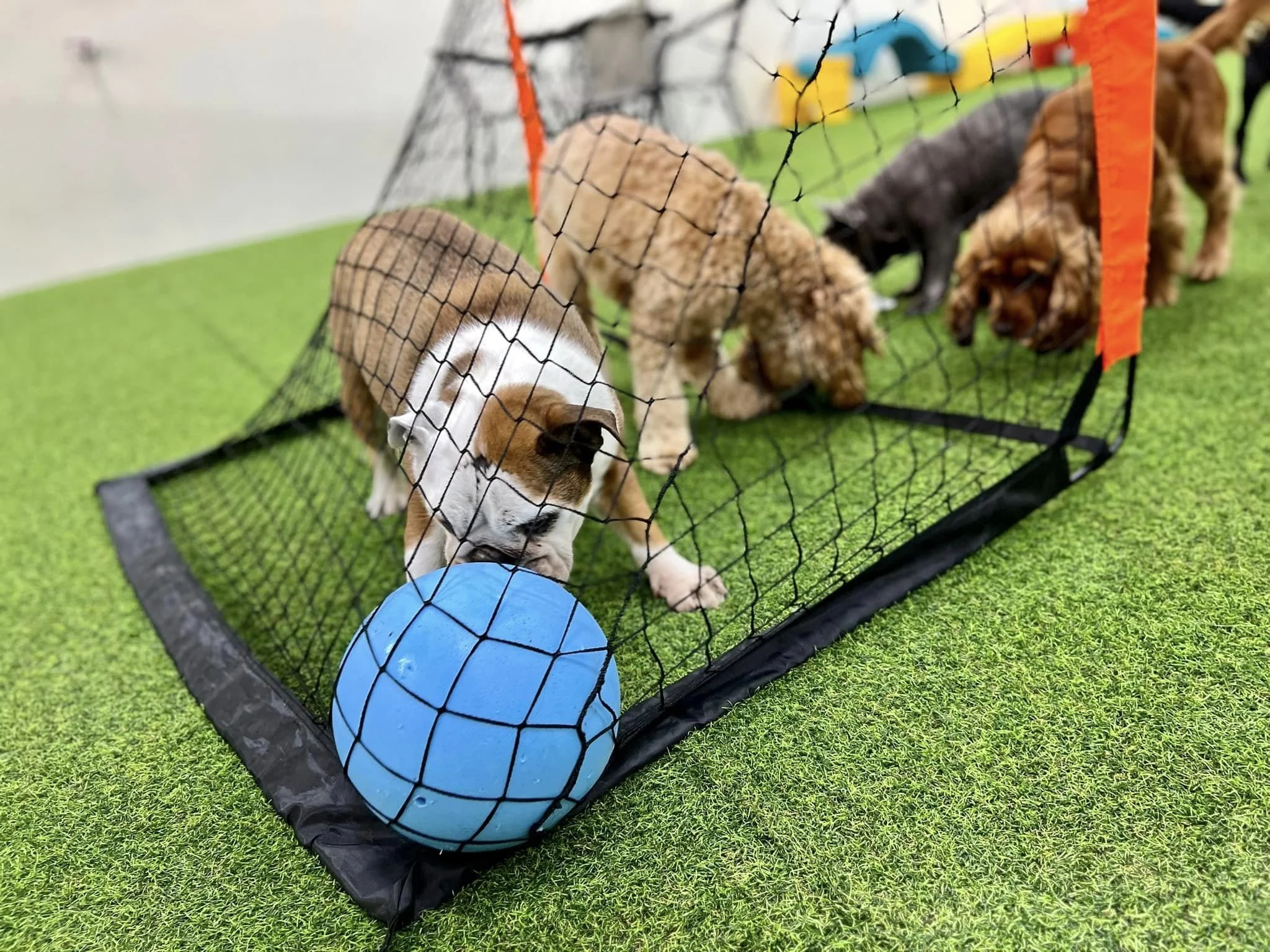 Supervised group play for puppies at Fetch Dubai Al Qouz