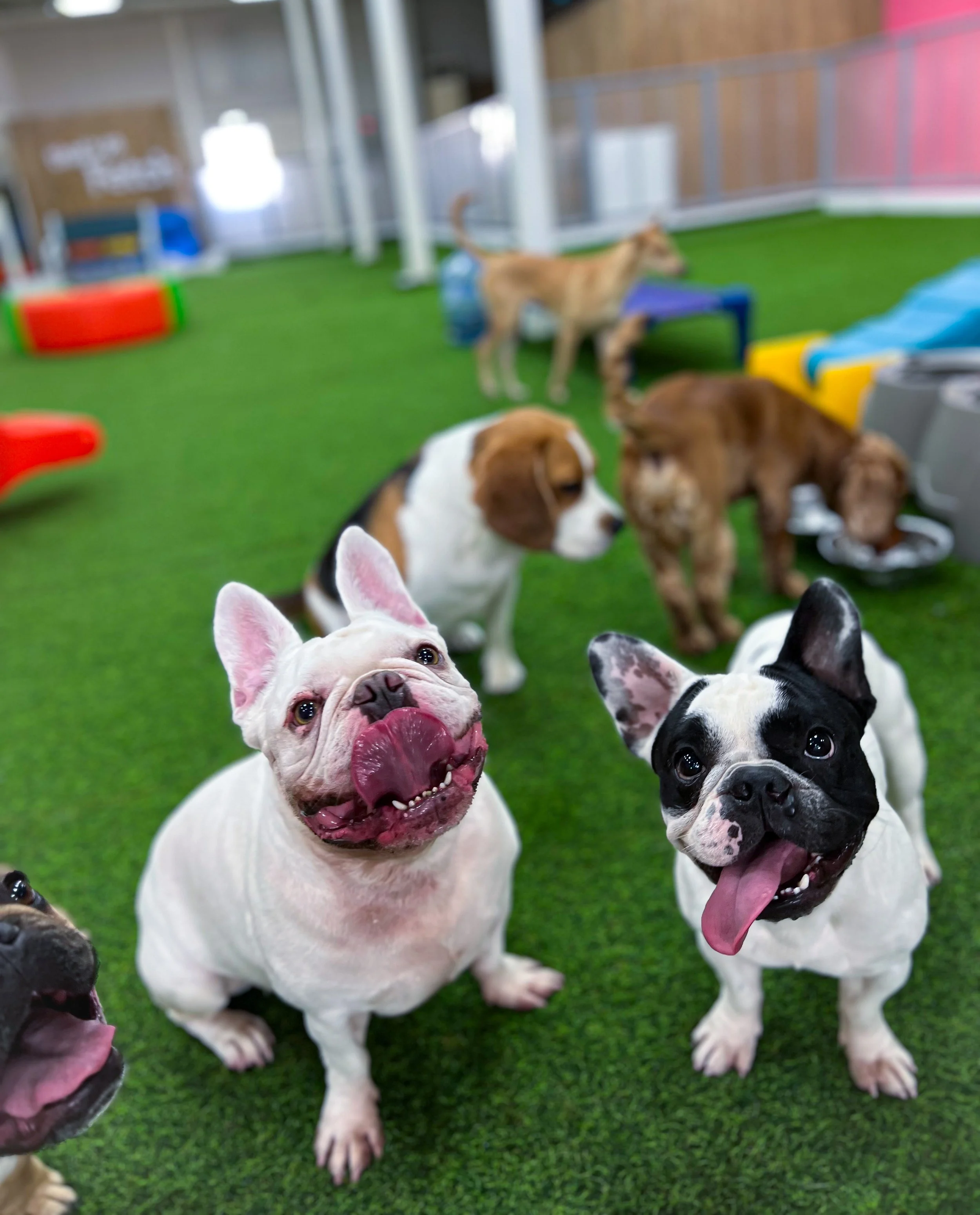 Fear Free certified dog handling at Fetch Dubai
