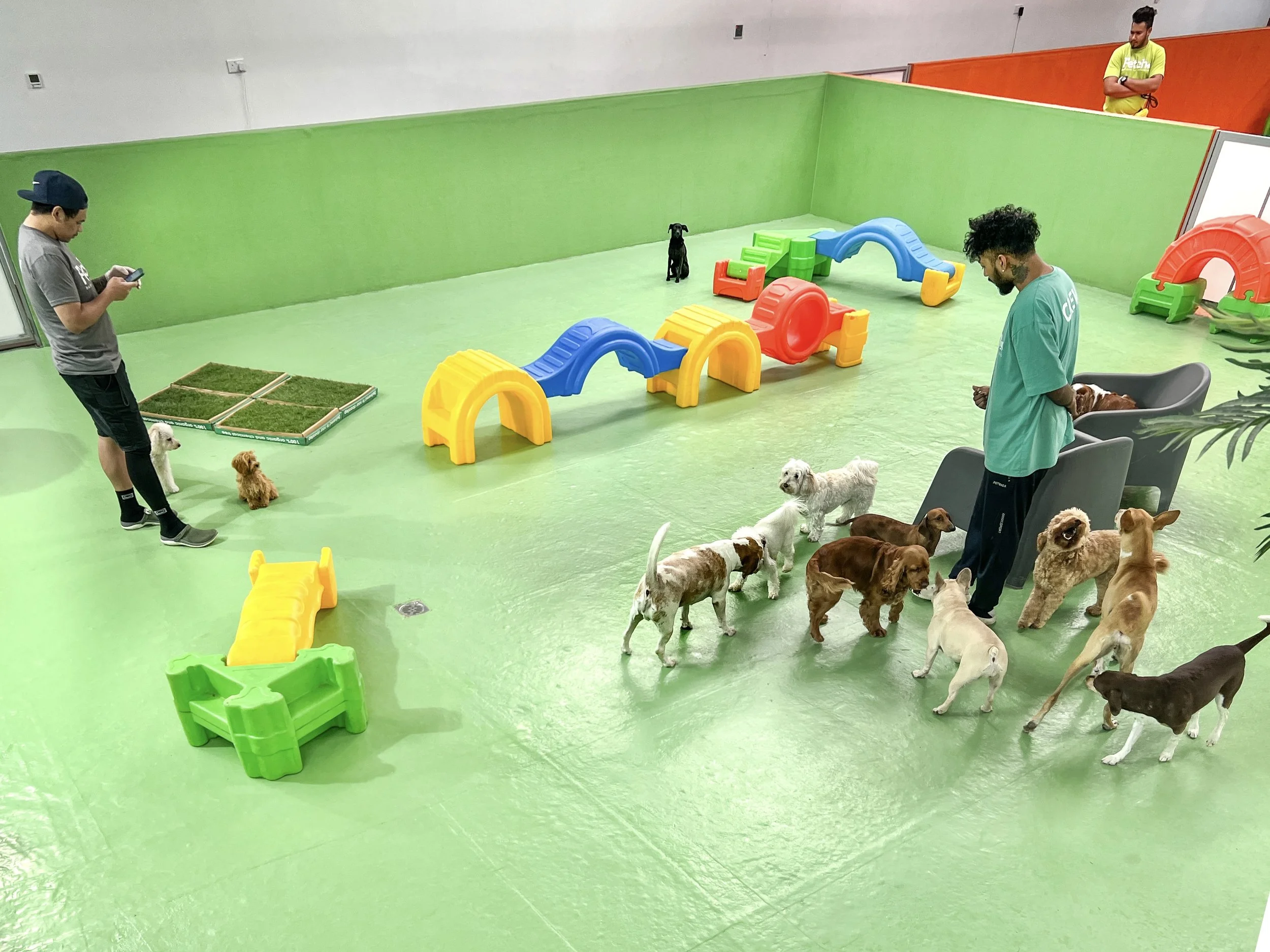 Puppies playing at Fetch Dubai Puppy Club Al Qouz