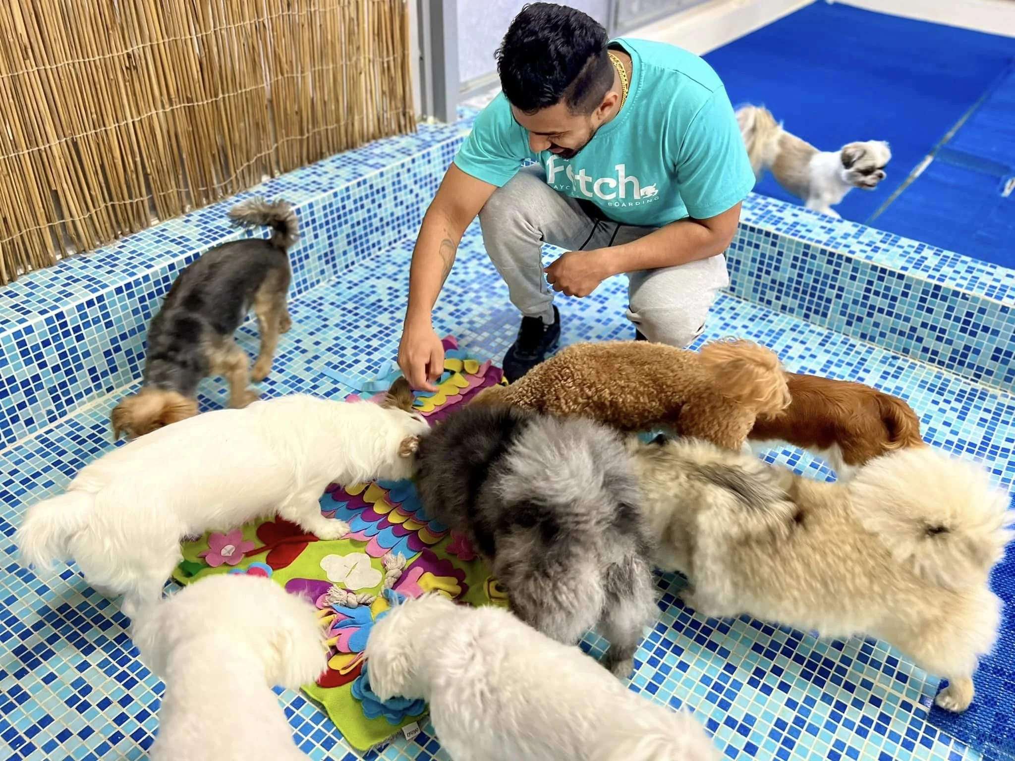 Young puppy at Fetch Dubai enrichment programme