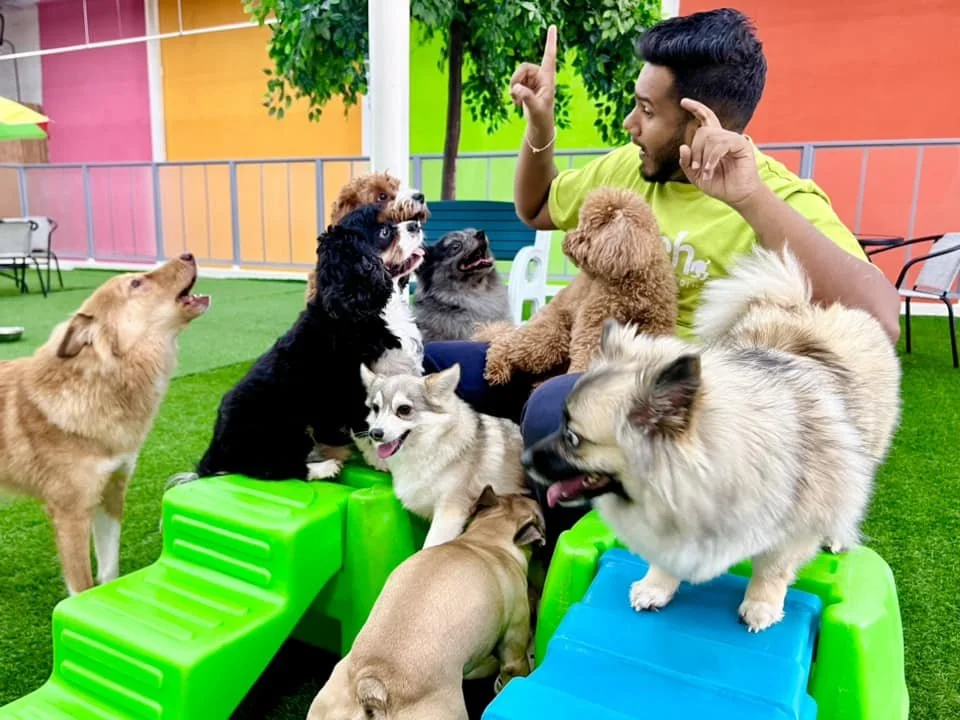 Puppies socialising at Fetch Dubai Puppy Club in Al Qouz