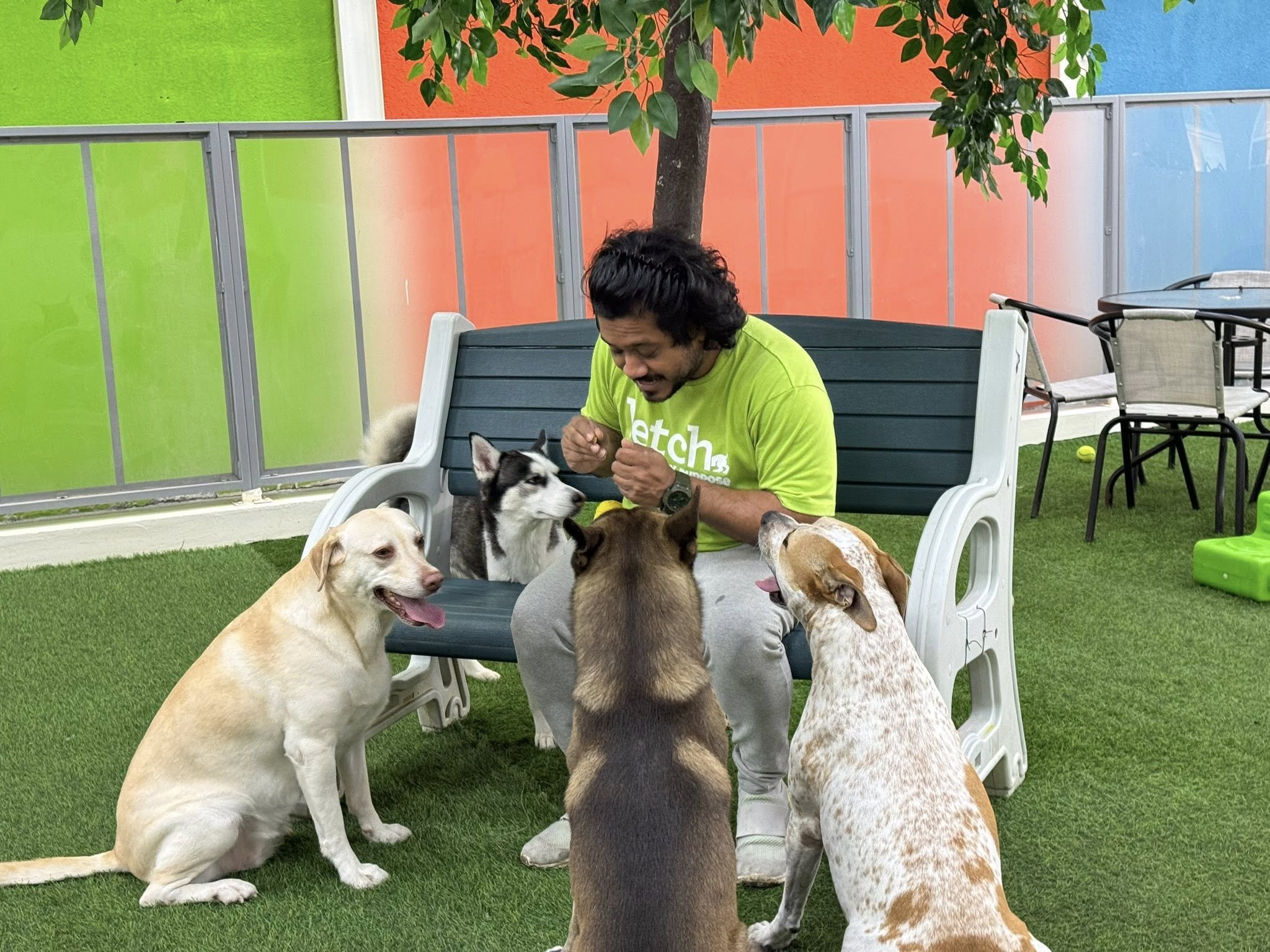 Kennel Cough Vaccine: What Happens After and Why the Waiting Period Matters