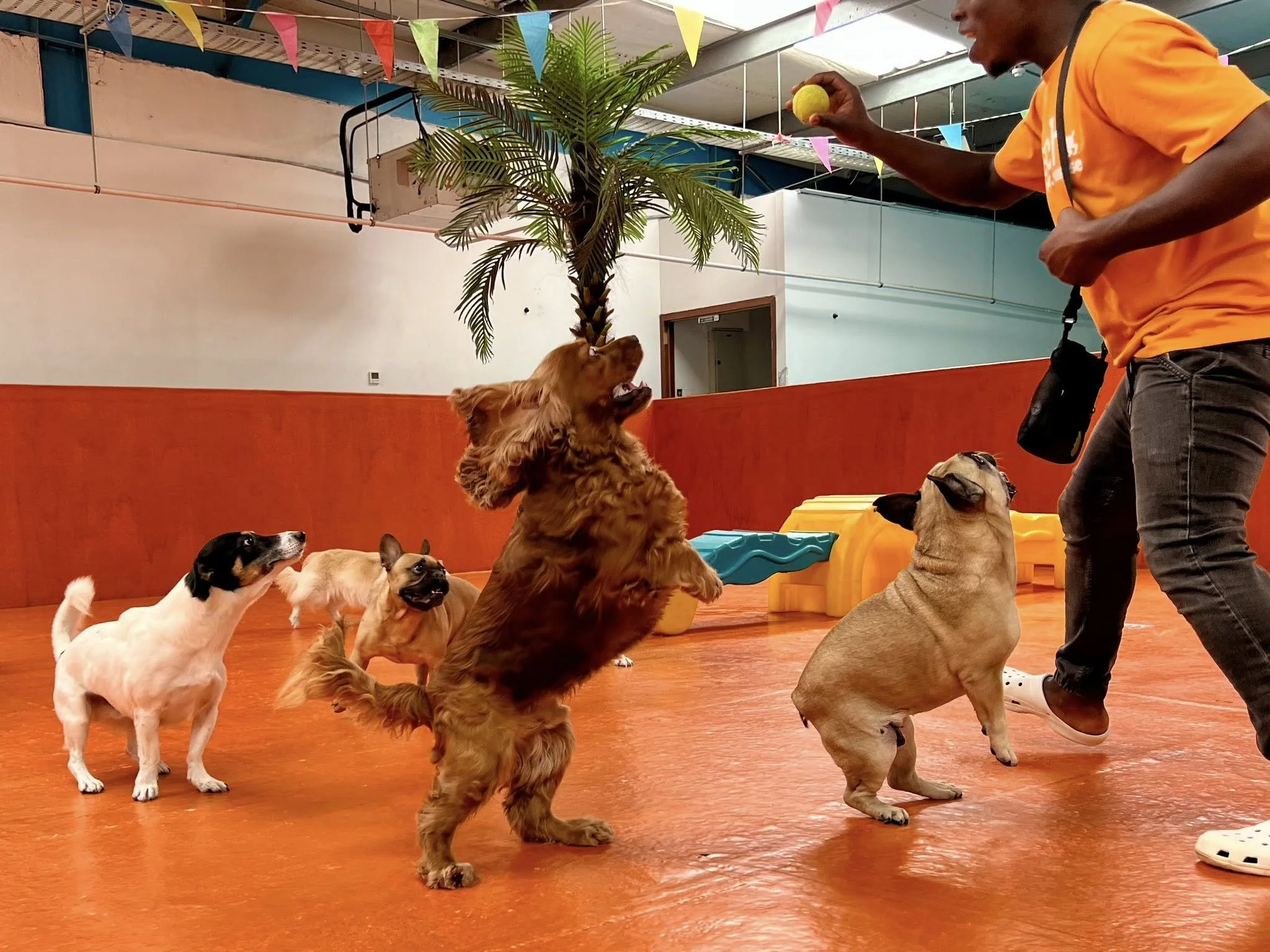 What to Look for When Boarding Your Dog in Dubai Over Eid