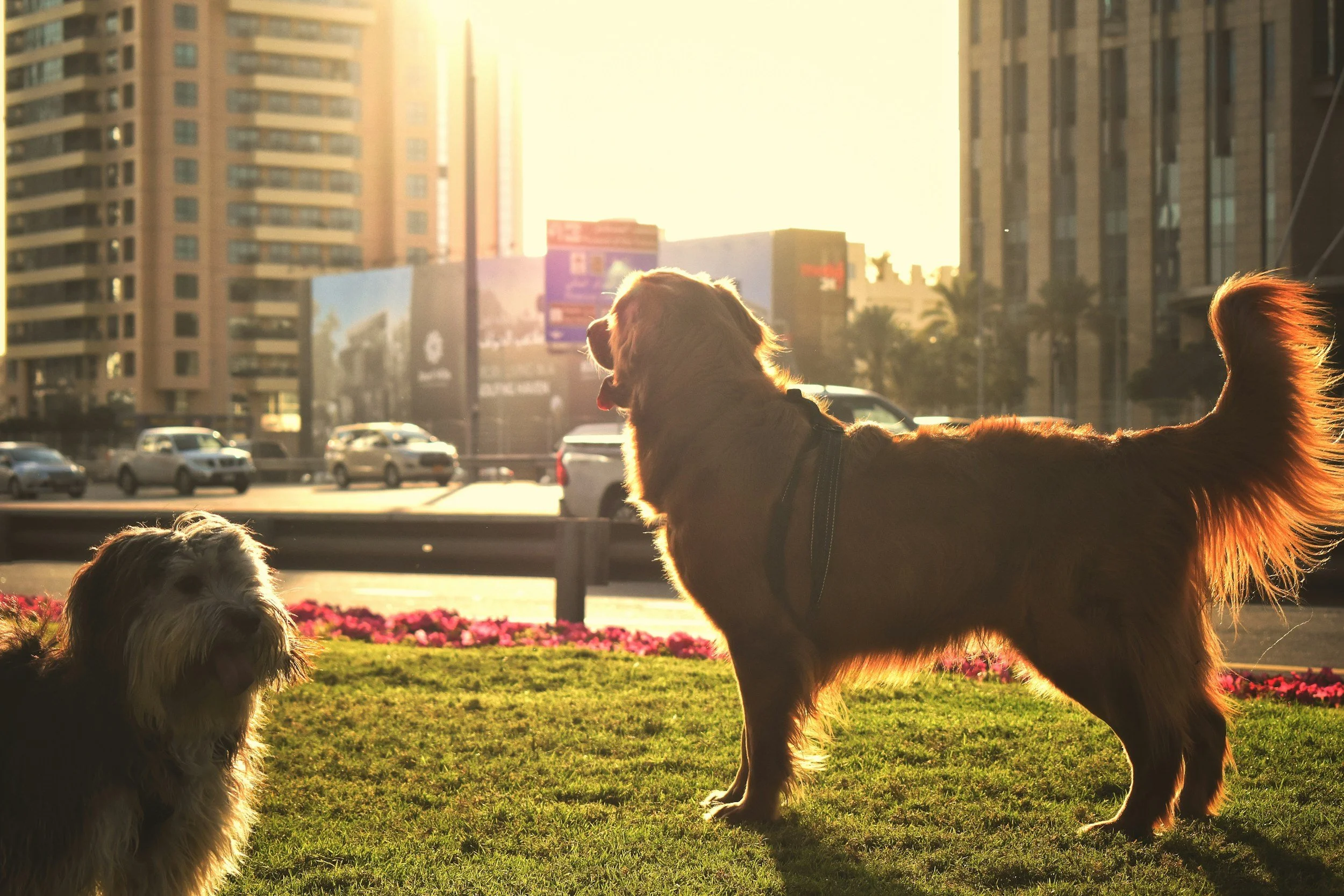 A golden Retriever and a small fluffy dog on a piece of grass next to a busy highway with the sun and tall sky scrapers on the backgrouns