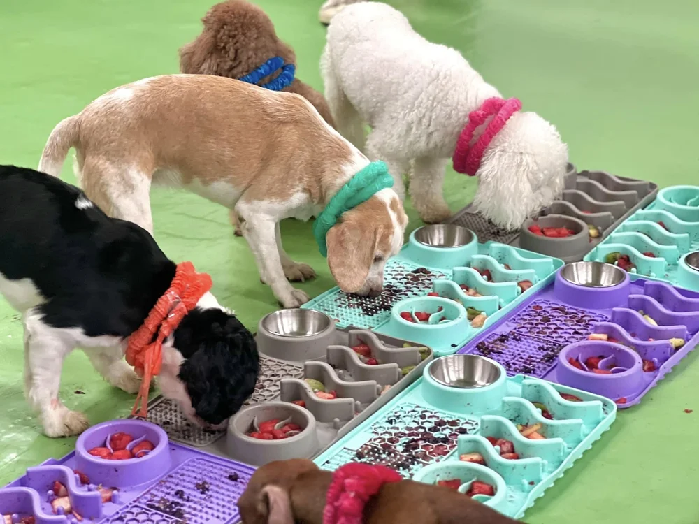 Group lick tray at Fetch Dubai