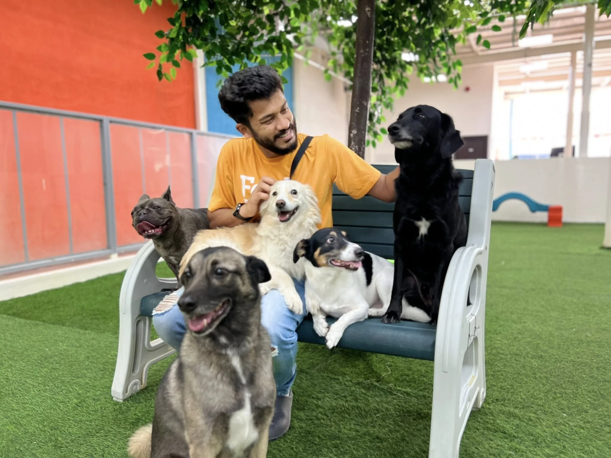 A Fetch Dubai team member in an orange Fetch t-shirt sits on a bench surrounded by five relaxed and happy dogs of various breeds inside the facility, smiling warmly as they interact.