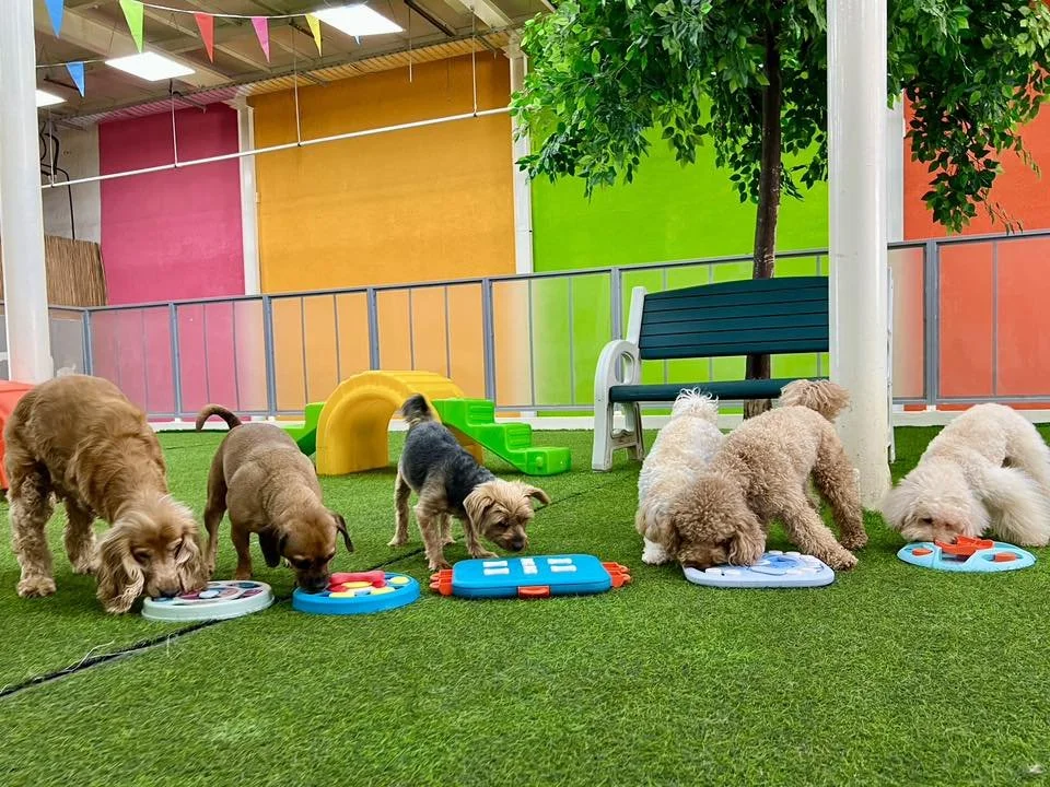 Five dogs of various breeds work independently on puzzle feeders and enrichment boards on artificial turf inside Fetch Dubai, with colorful walls and a decorative tree visible in the background.