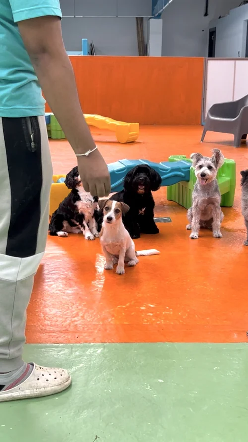 Gate manners training at Fetch Dubai