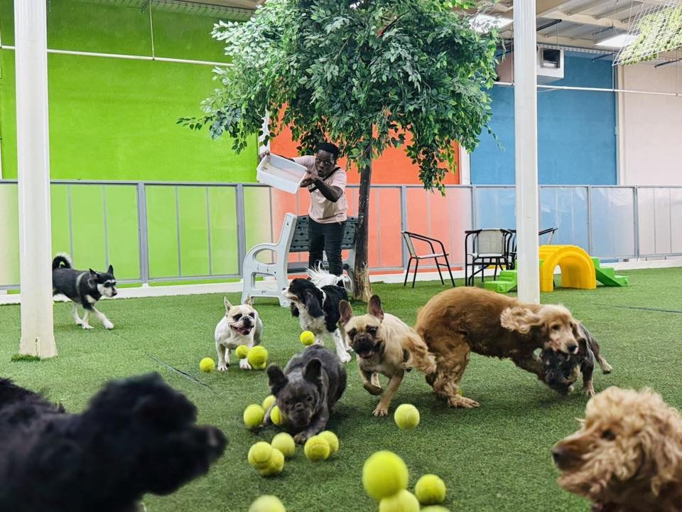 A Fetch Dubai team member releases a box of tennis balls onto the turf as a group of excited dogs of various breeds scrambles and plays inside the colorful Fetch Dubai facility.