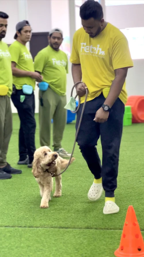 Loose-leash walking practice at Fetch Dubai