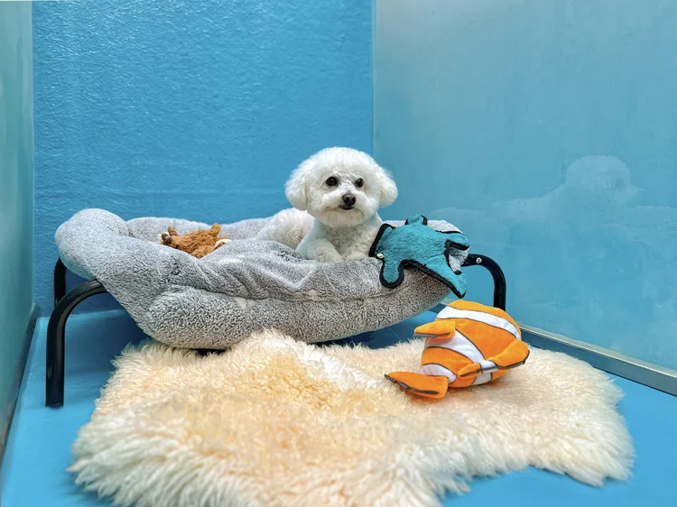 Boarding at Fetch Dubai