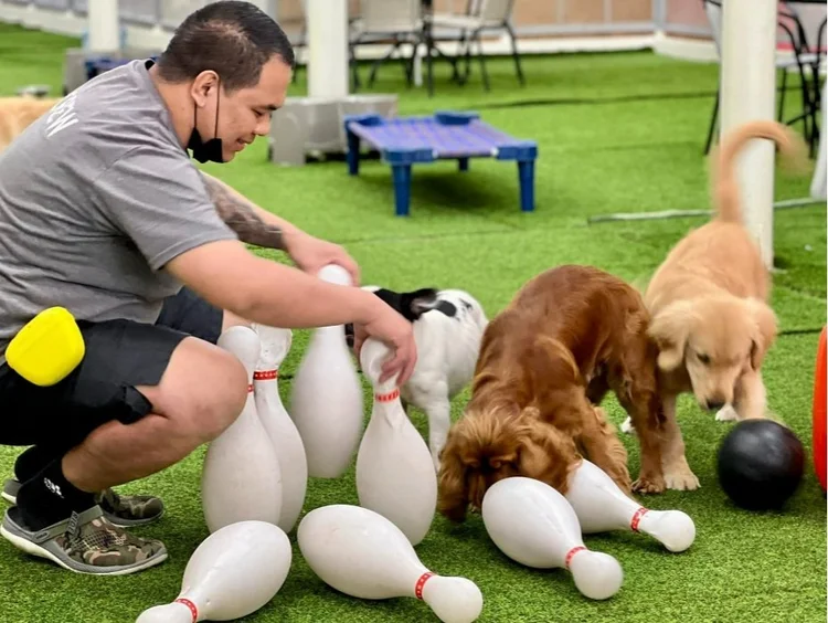 Bowling enrichment at Fetch Dubai