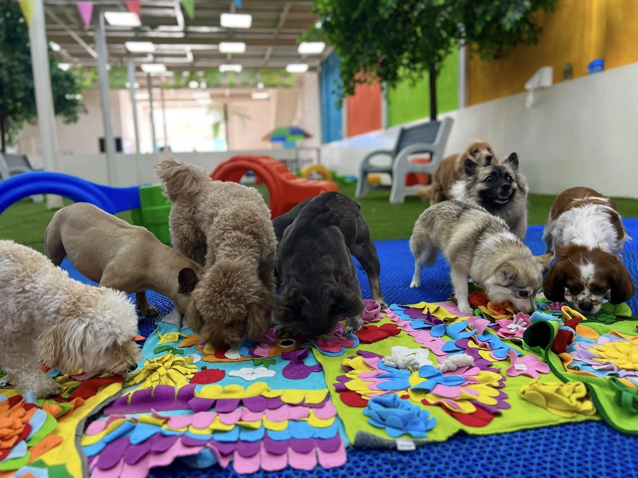 Eight small dogs of various breeds forage together on a large colorful snuffle mat inside Fetch Dubai's enrichment daycare space, with agility equipment and the facility's open play area visible in the background.