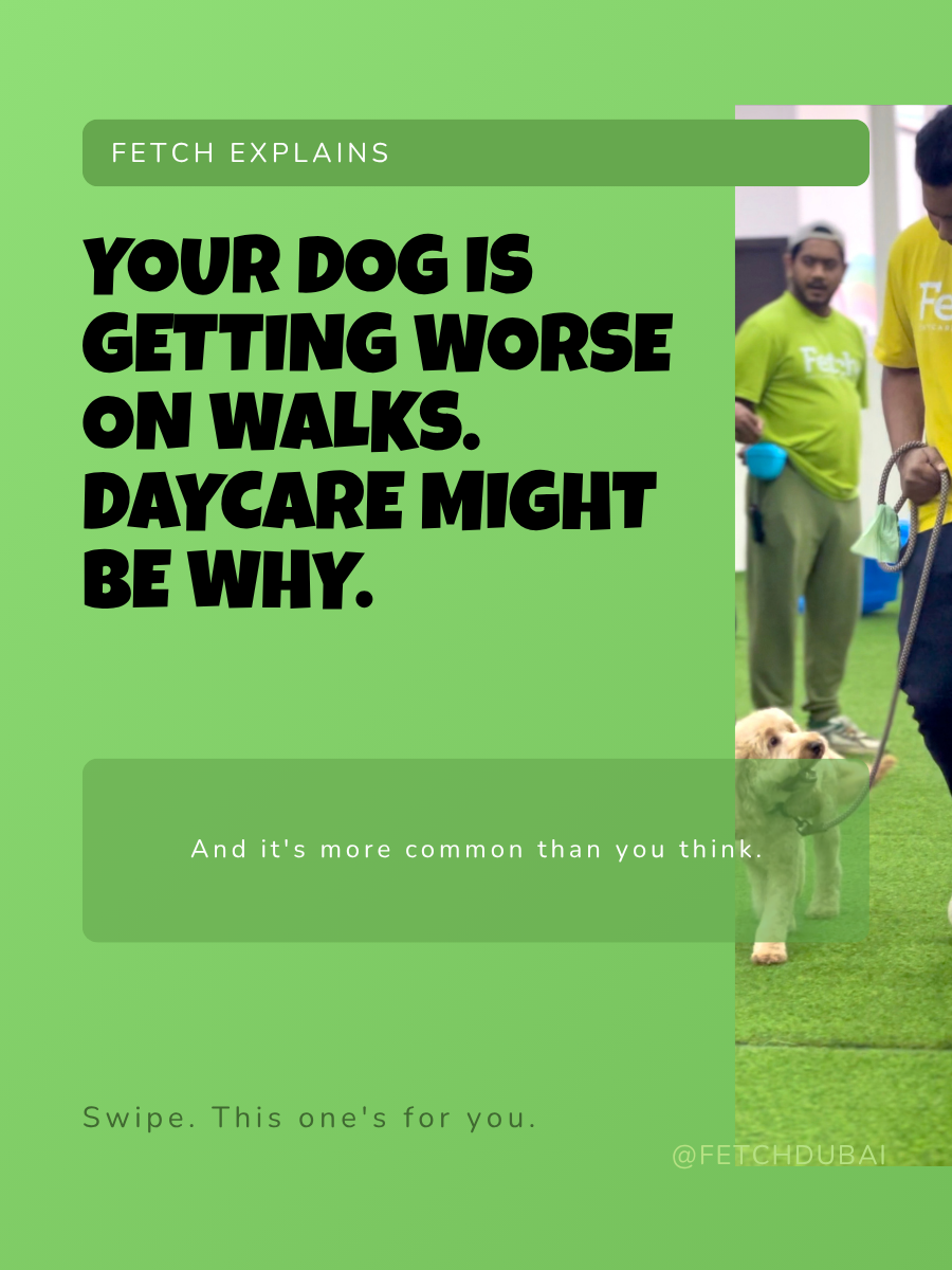 Fetch Dubai Instagram carousel slide with bold black text on green background reading "Your dog is getting worse on walks. Daycare might be why." with a photo of a handler walking a puppy on a lead inside the Fetch Dubai facility.