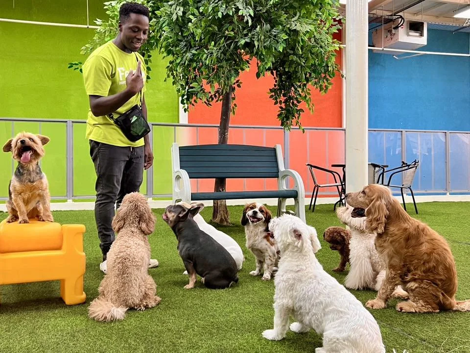 A Fetch Dubai team member in a green Fetch t-shirt uses hand signals during a group training moment with seven attentive dogs of various breeds seated on artificial turf inside the colorful Fetch Dubai facility.