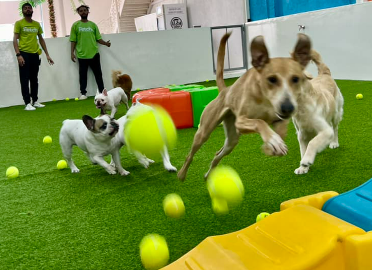 Tennis ball enrichment at Fetch Dubai