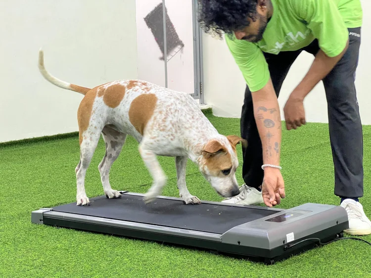 Treadmill enrichment at Fetch Dubai