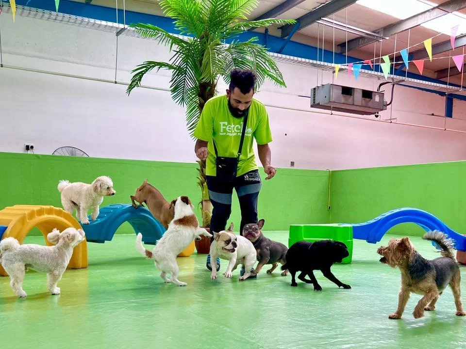 A Fetch Dubai team member in a green uniform engaging with a small group of dogs including French Bulldogs, Poodles and a Yorkshire Terrier during a group daycare session inside the colourful Fetch Dubai play area.
