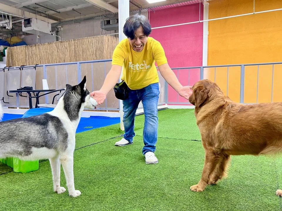 A Fetch Dubai team member in a yellow Fetch t-shirt crouches down laughing as they offer treats simultaneously to a Husky and a Golden Retriever on artificial turf inside the facility.