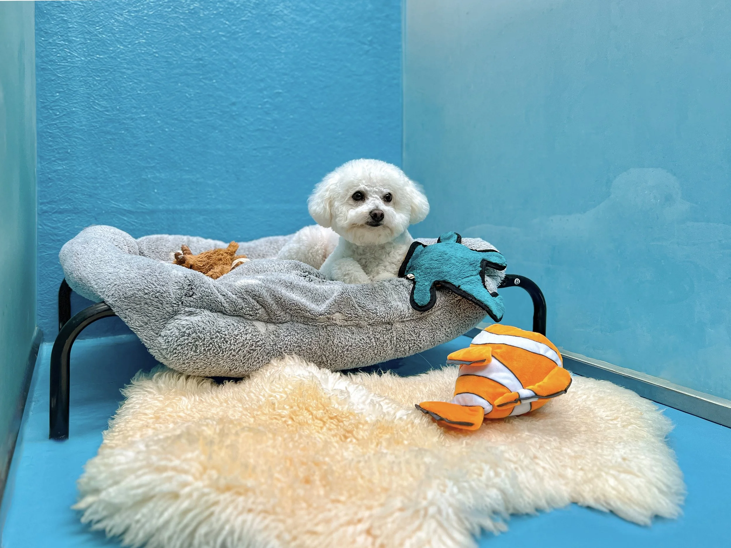 Dog relaxed and settled during overnight boarding at Fetch Dubai Al Qouz