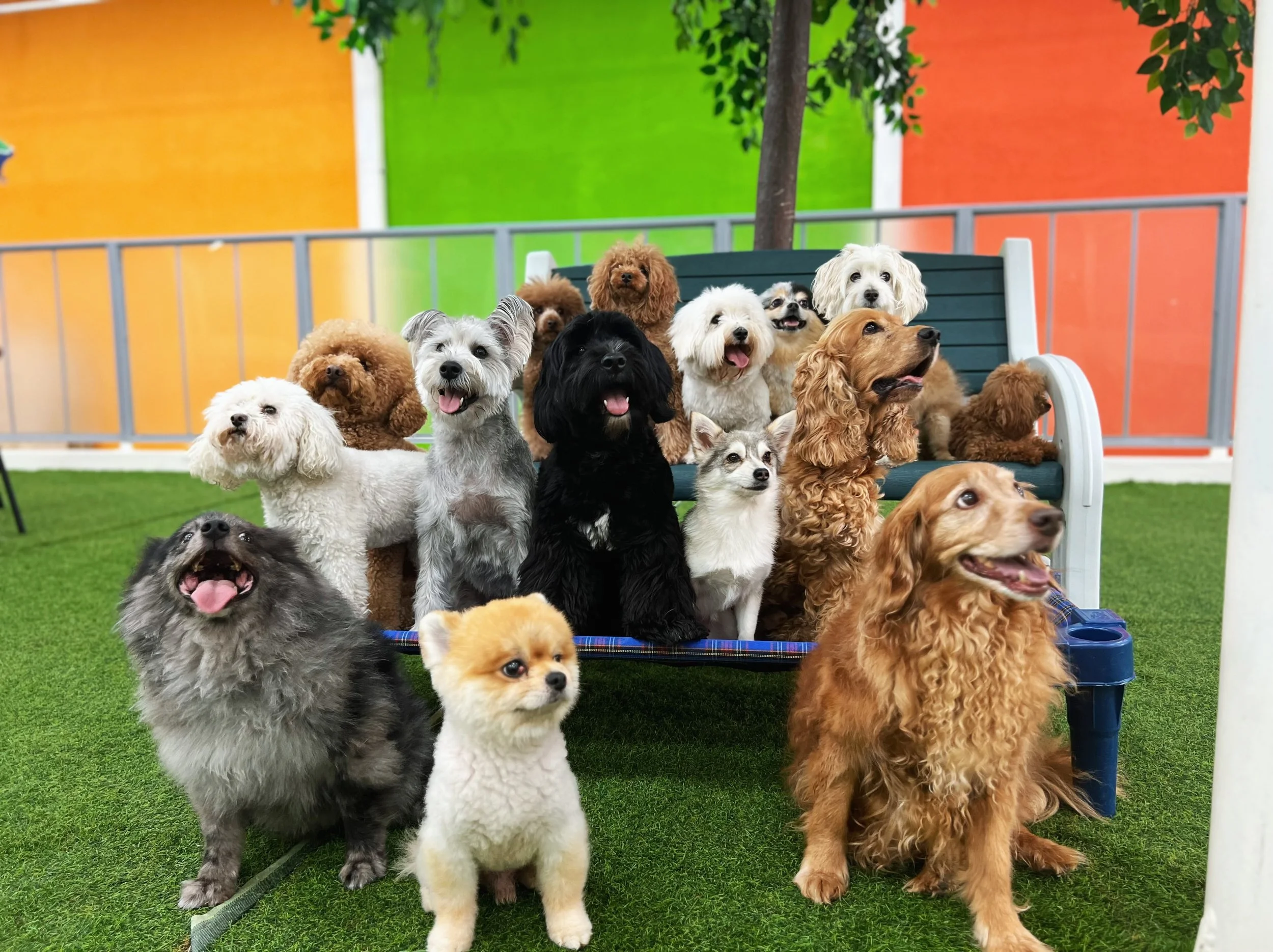 Dogs enjoying enrichment daycare at Fetch Dubai