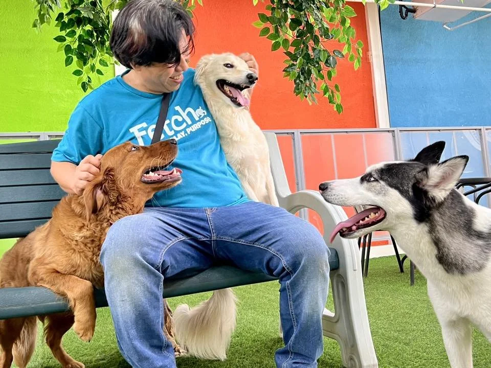 A Fetch Dubai team member in a blue uniform sitting on a bench surrounded by three happy dogs including a Golden Retriever, a Husky and a Cocker Spaniel in the facility's outdoor play area.