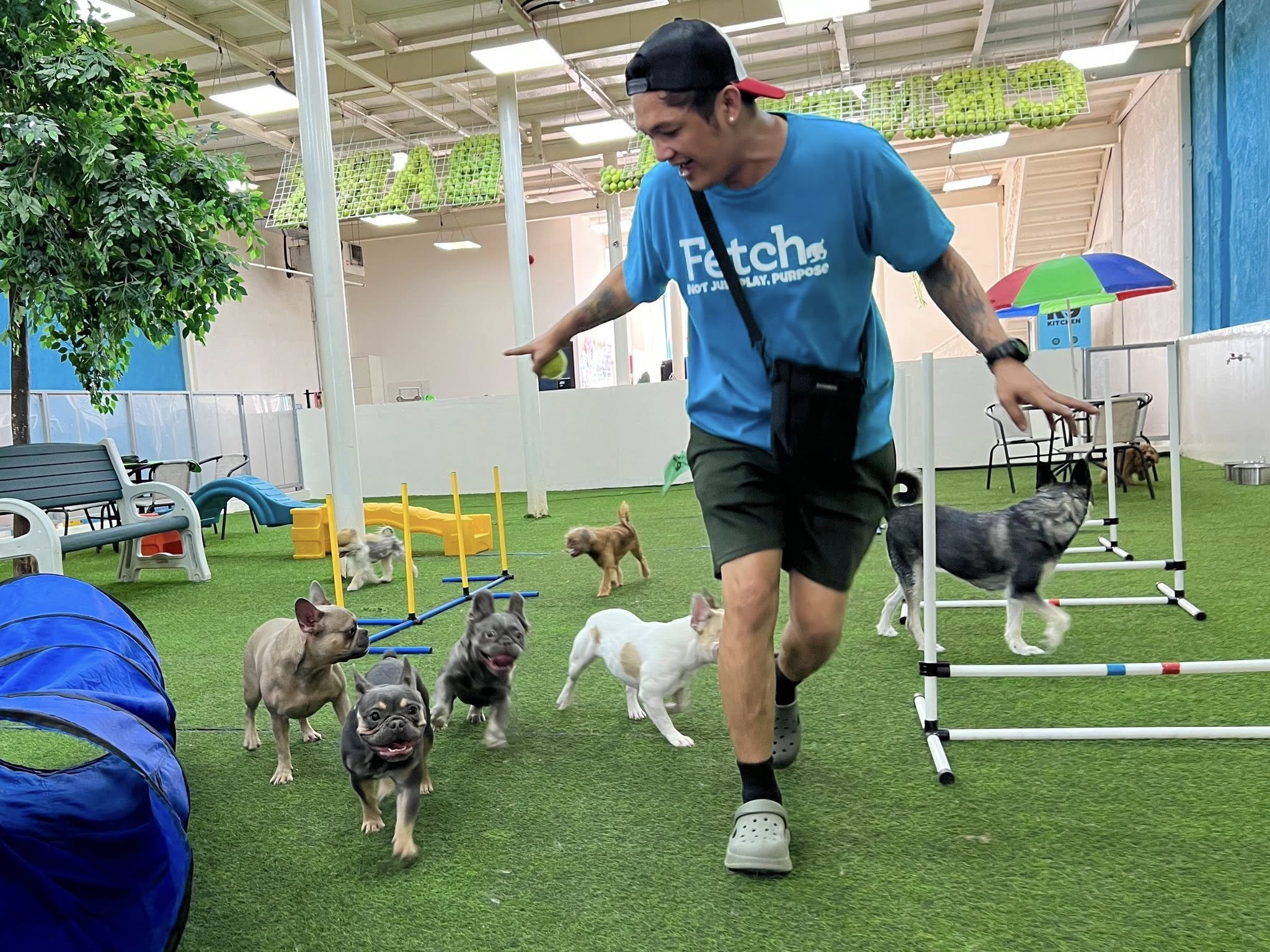 A Fetch Dubai team member in a blue Fetch t-shirt runs energetically across the turf with several French Bulldogs chasing alongside them, with agility equipment, tunnels, and jump poles set up throughout the facility.