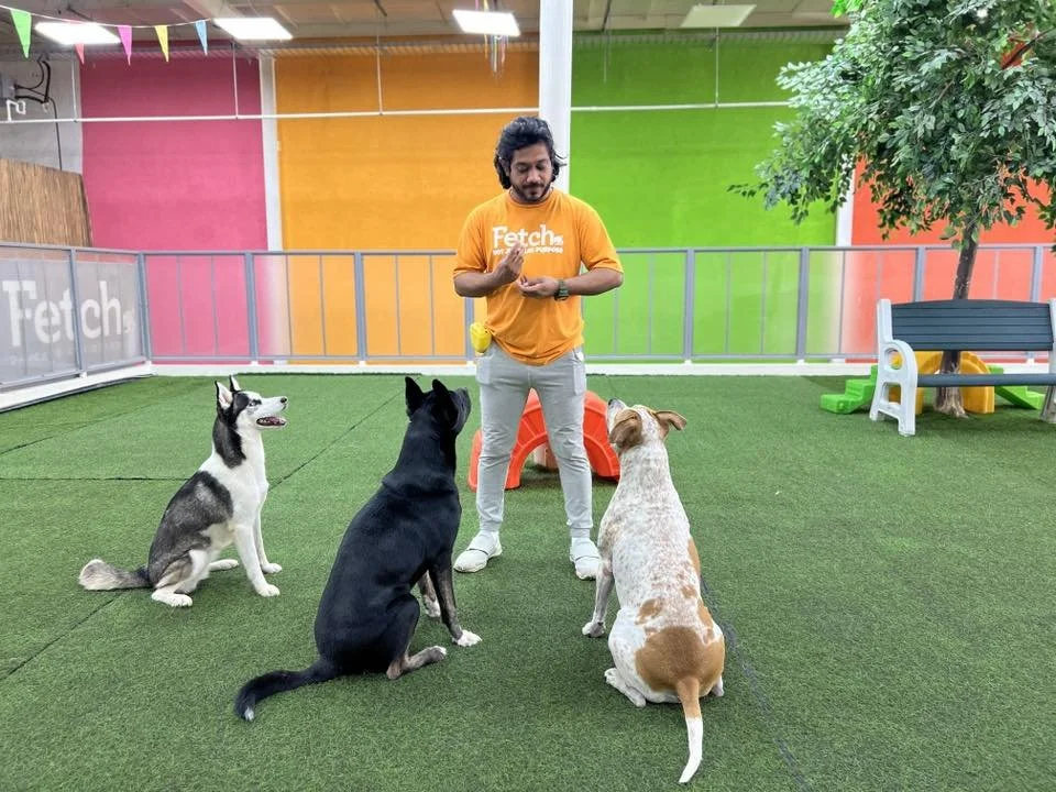 A Fetch Dubai team member in an orange Fetch t-shirt works with three large dogs — a Husky, a black mixed breed, and a pointer-type dog — using positive reinforcement hand signals on artificial turf inside the facility.