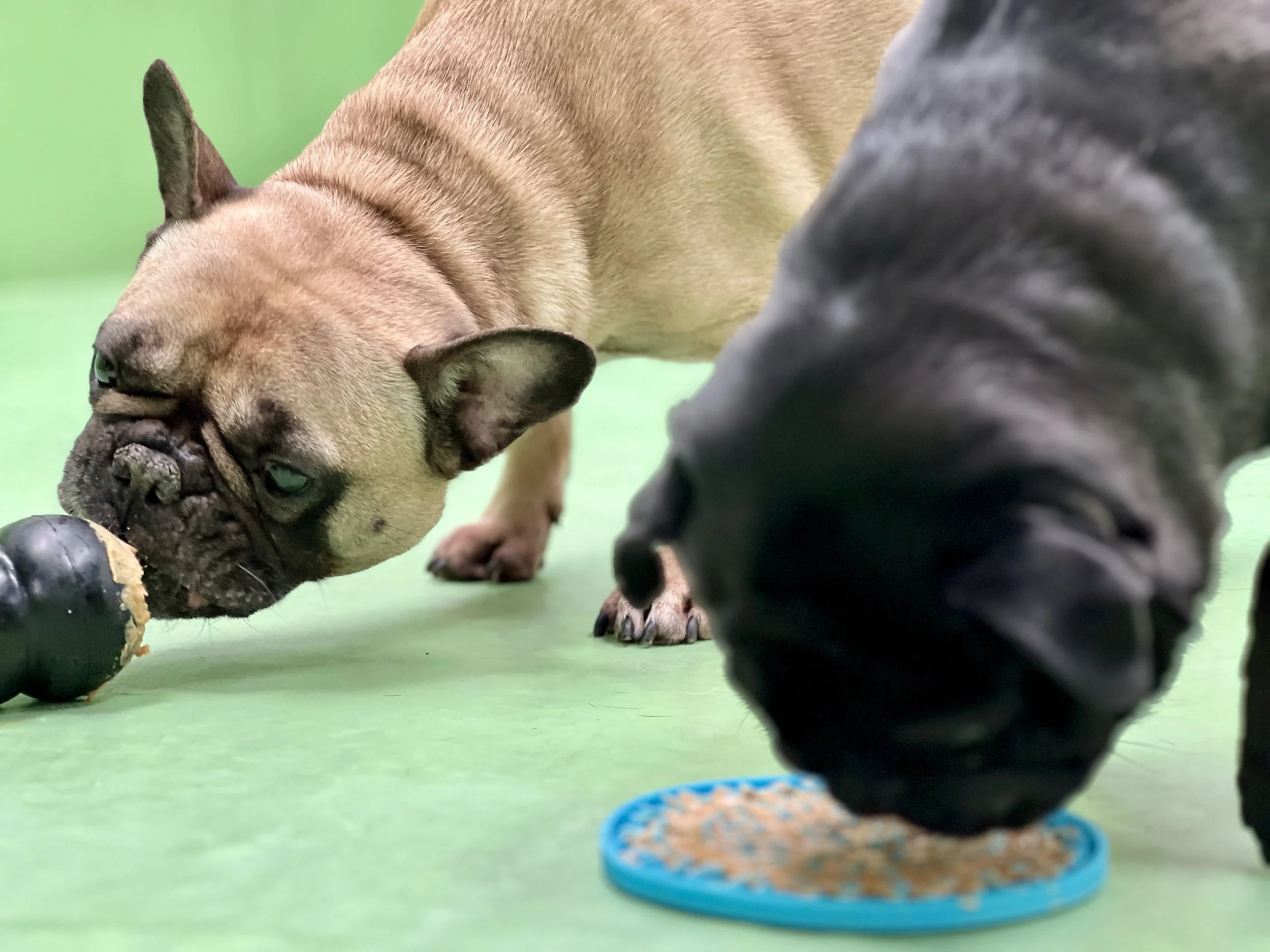 Nutritional treats and lick mats for puppies at Fetch Dubai